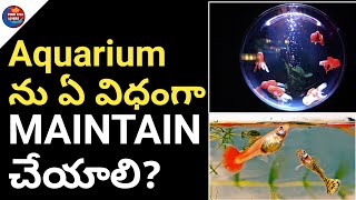 How to Maintain Aquarium at home in Telugu | Tips For Beginners Aquarium | Aquarium tips in Telugu