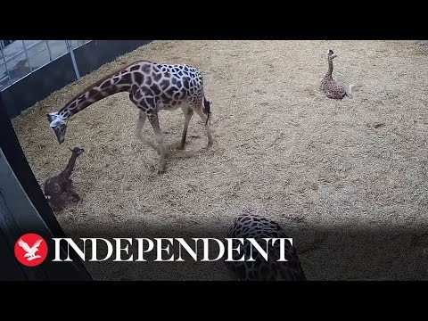 Video: Pet Scoop: truet giraffe Født på U.K. Zoo, Geiter Hjelp Gjenvinne juletre