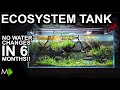 No Water Changes For 6 months!!! Ecosystem Aquarium: How It Happened & The Story So Far!