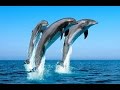 МЭРИЛЭННД Франция, Канны -выступление дельфинов/ MARYLAND France, Cannes- représentation de dauphin!