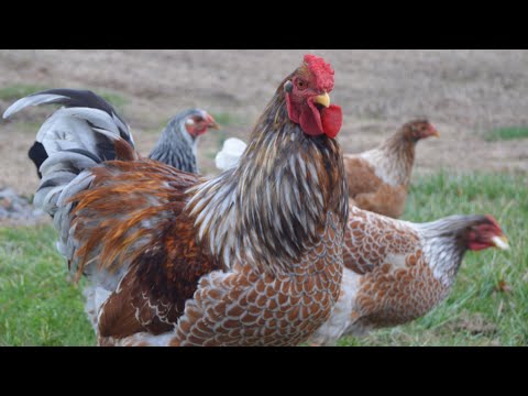 Blue Laced Red Wyandotte Chickens | Amazingly Handsome Egg Producers