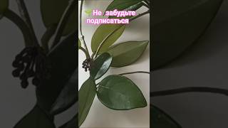 🪴Хойя, уход и цветение #цветы#plants #цветыдлядома #домашниерастения #домашнеецветоводство#растения