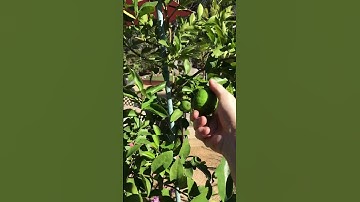 Bearss Lime Tree, #gardenideas #garden #gardeningseason #fruittree  @Barelygardening