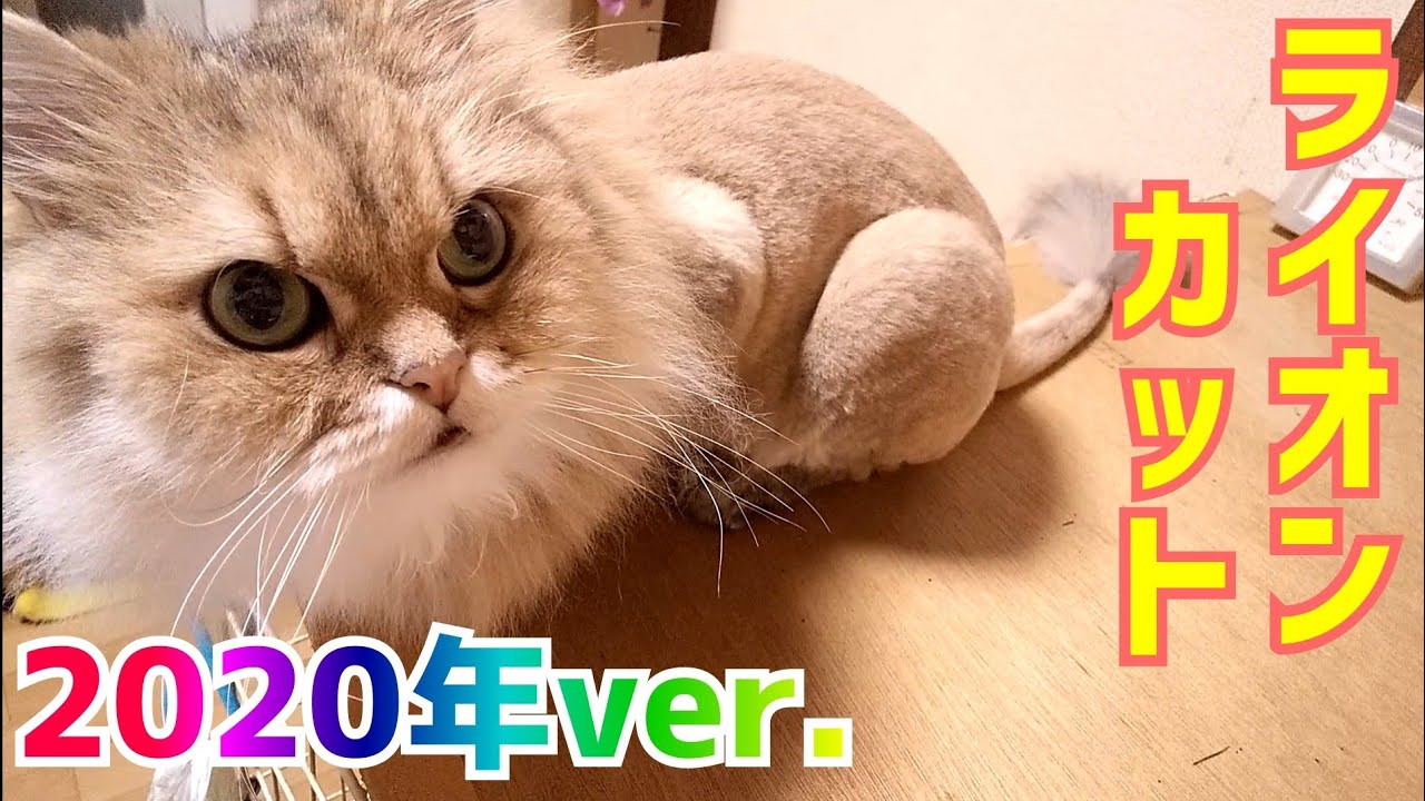 チンチラゴールデン金之助 長毛猫のライオンカット 今年はこんな仕上がりになったよ Youtube