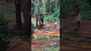 പാമ്പാടി രാജനും 😘സതീഷ് ചേട്ടനും #shortsfeed #shorts #pambadirajan #elephant