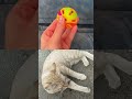 #funny #funny #cat #pets #funnycats #cats #nature #nature #love #comedyfilms #ecologicalbalance #cut