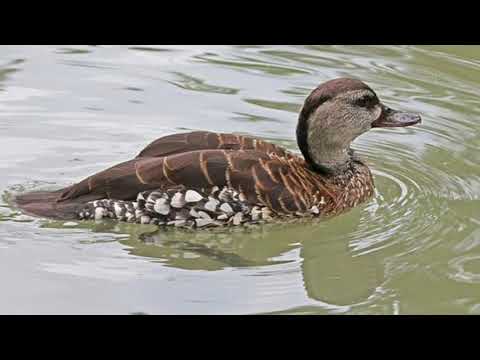 Suara Pikat Burung Belibis Batu Youtube