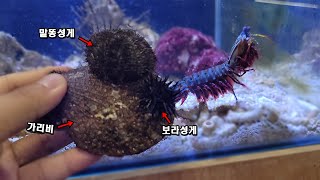 맨티스쉬림프에게 딱딱하고 날카로운 성게를 줘보았다. /I gave sea urchin to mantis shrimp