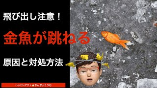 Beware of jumping! We explain the causes of jumping goldfish and