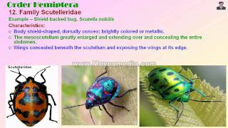 Apterygote and Exopterygote Insect Family identification.mp4