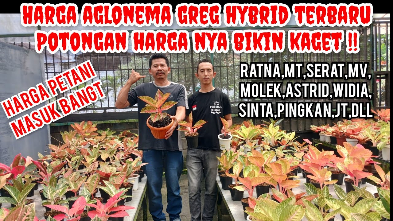 Discount nya bikin kaget!! Harga aglaonema greg hybrid terbaru, koleksian & rare item, masuk banget