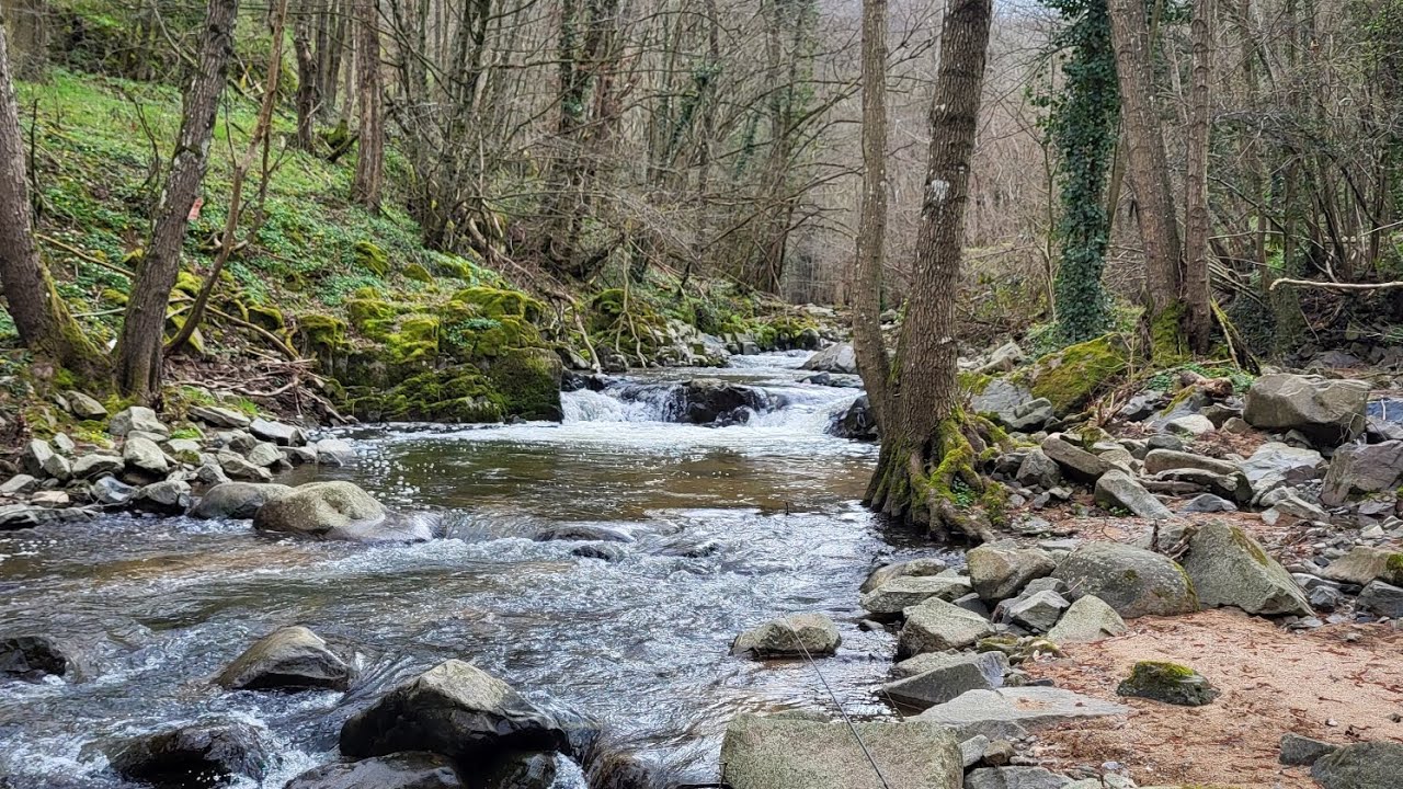 Grosse truite en ruisseaux, pêche truite au toc