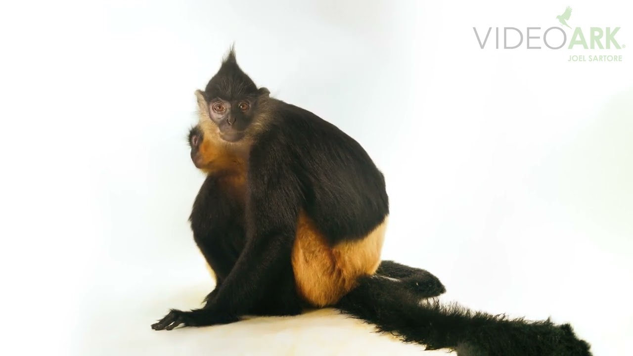 A mother and juvenile critically endangered Delacour’s langur (Trachypithecus delacouri) at the EPRC