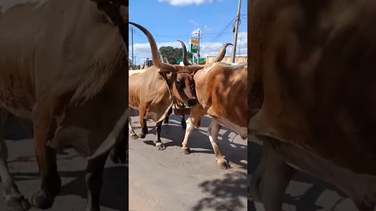ESSES BOIS SÃO LINDOS NA FESTA DO CARRO DE BOI #boi #pecuarista #FAZENDA #BOI #VACA