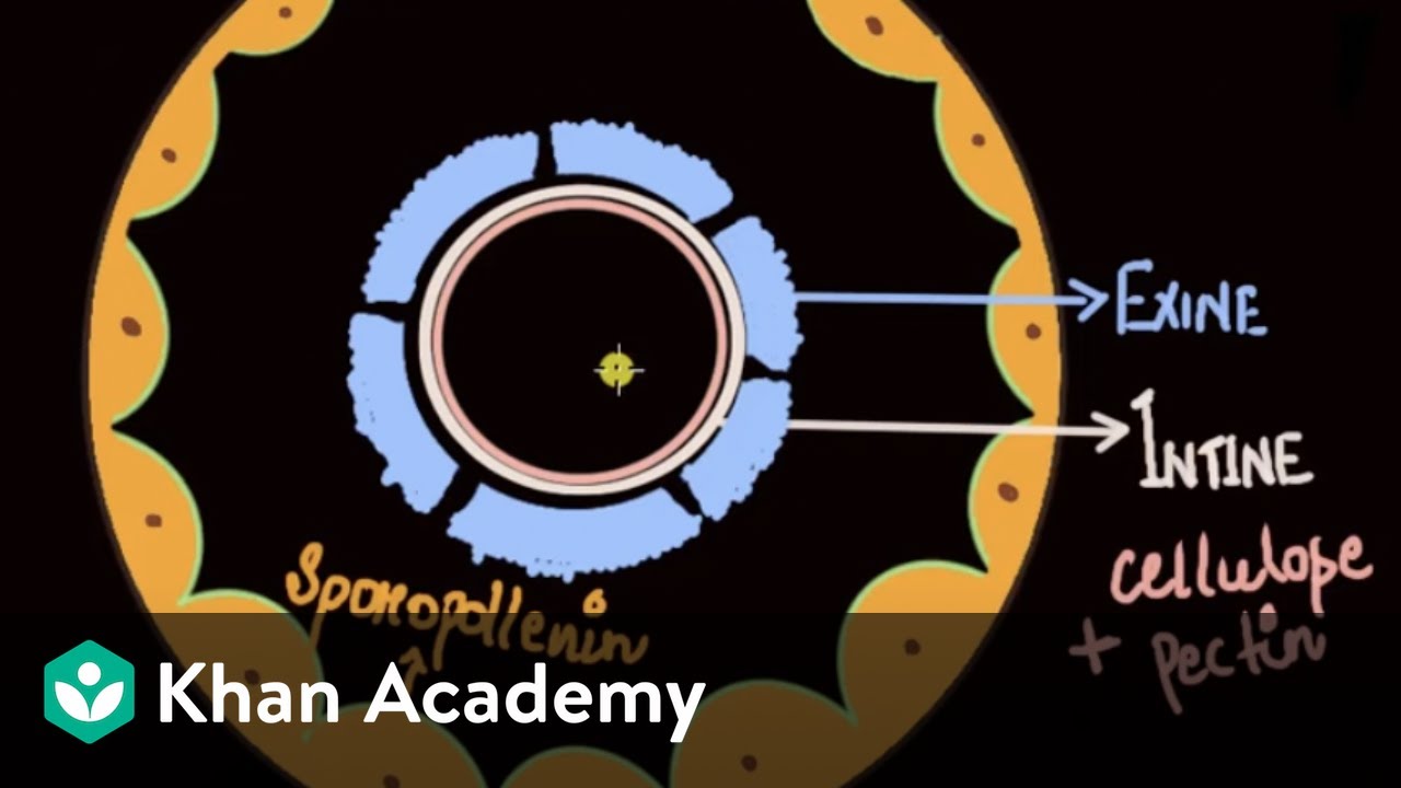 Microsporogenesis | Reproduction | Biology | Khan Academy