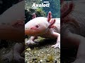 Most Beautiful & Rare Animals on Earth | Amazing Wildlife#shorts