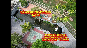 SHORT TẬP 11 CÁ KOI XUYÊN VIỆT 2023
