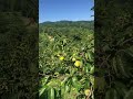 これで安心！　カラス対策やってみた　#Shorts
