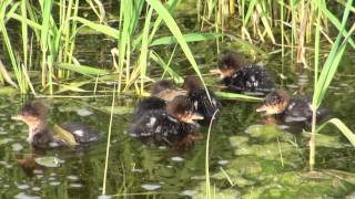 Famous Hooded Merganser ducklings at Nicholson Wildlife Refuge Net Worth