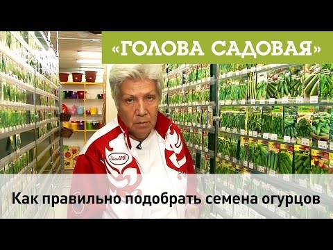Голова садовая - Как правильно выбрать семена огурцов