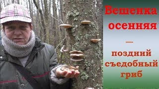 Грибы Вешенки Осенние Фото