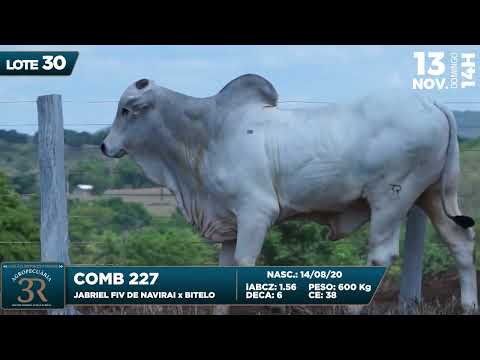 LOTE 30   COMB227