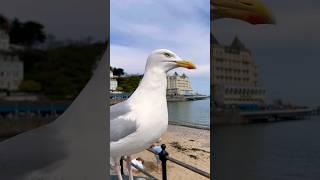 Seagull Song    nurseryrhymes kids kids singalong children kids toddlers