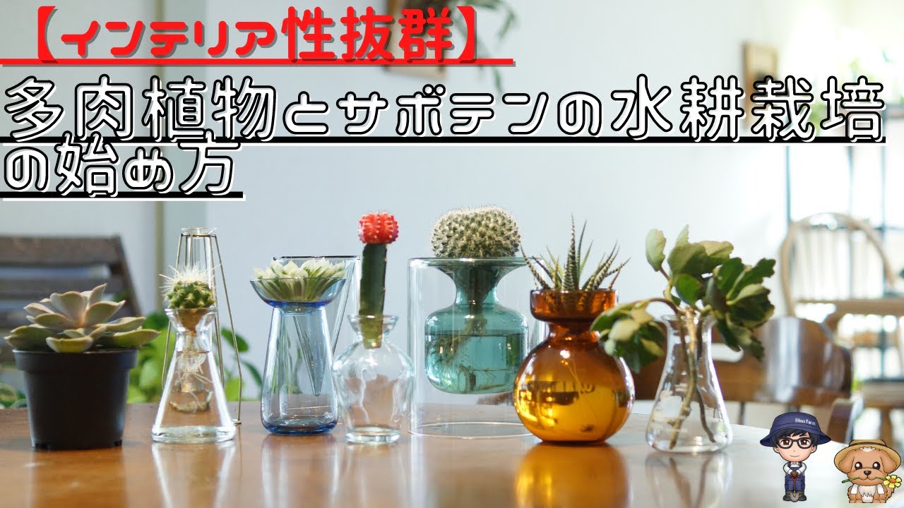 観葉植物 水耕栽培の始め方 ドラセナを使って実演解説 Youtube