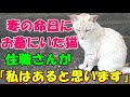 妻の命日にお墓に居た猫「絶対にこの猫はお母さんだよ！」長女が言うので住職さんに聞いてみると「私はあると思いますよ」それから俺はこの猫が・・【猫の不思議な話・朗読】