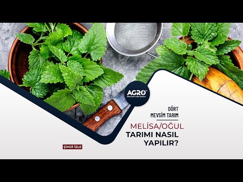 Video: Melissa officinalis: tıbbi özellikler, tarifler ve uygulama özellikleri