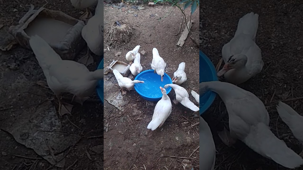 Cara ternak entok yang baik 