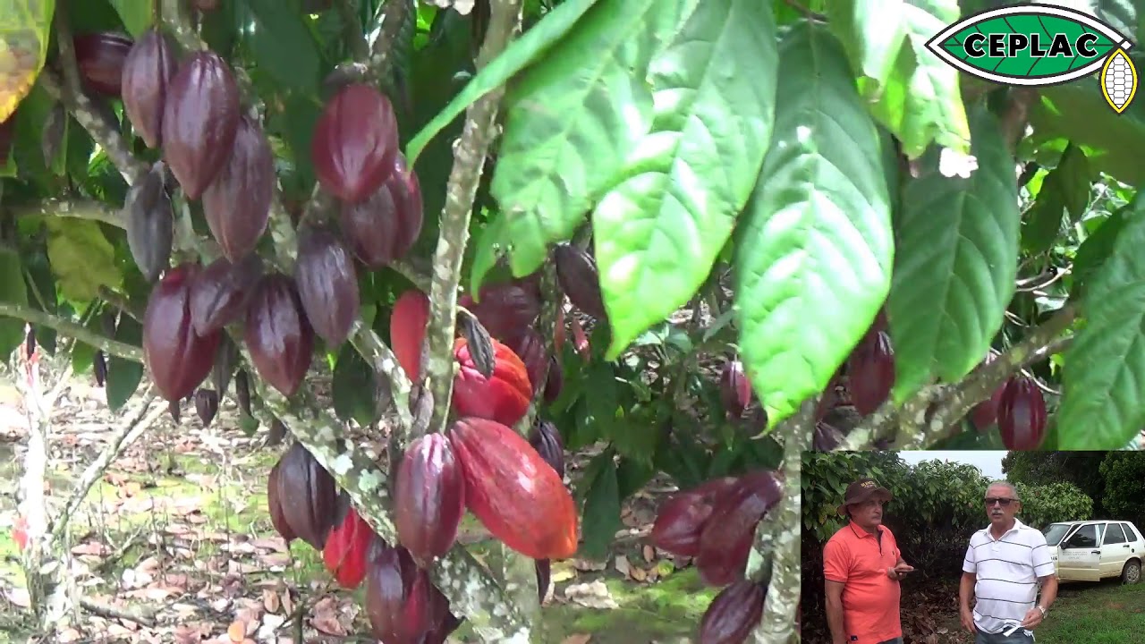 Cacau de alta produtividade