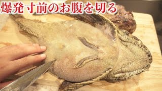 巨大カジカの爆発寸前のお腹切ったらまさかの大量のアレが出て来た！！