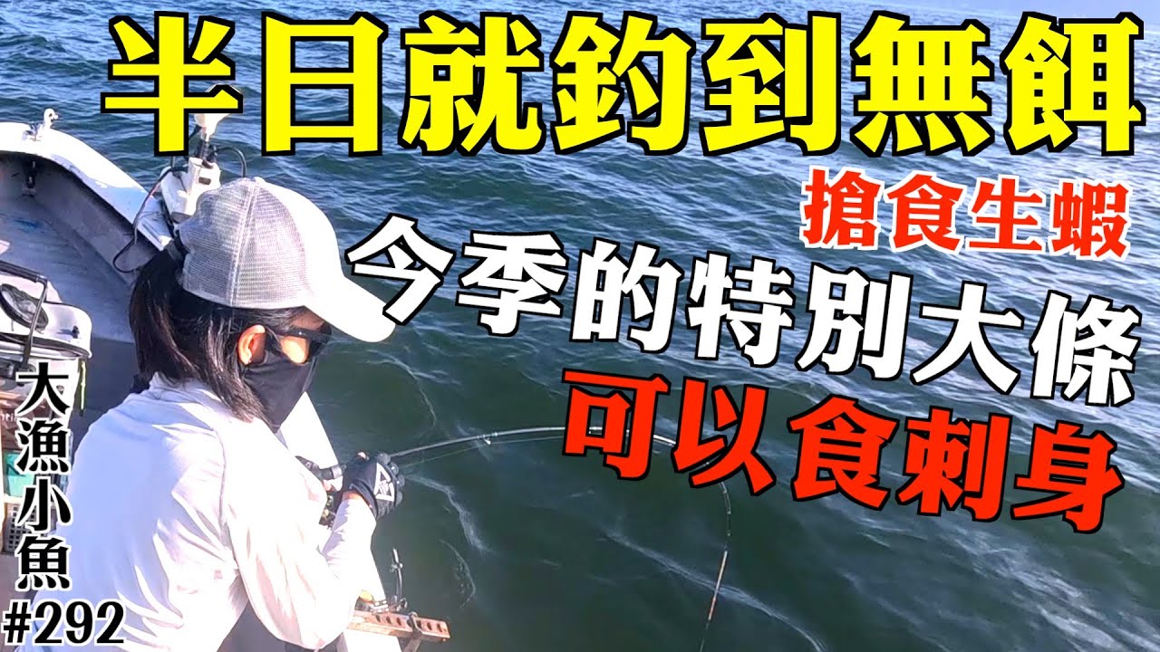 釣半日就用完12両生蝦仔，魚肯開口勁搶食 ┃晨早出發啱流水┃今季的魚特別大，可以回家做刺身┃生蝦篇┃刺身┃大漁小魚#292 ┃中文字幕