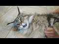 МЕЙН КУН РАЗГОВАРИВАЕТ 😻 МЯУКАНЬЕ КОТЯТ КОТЫ и КОШКИ MAIN COON CATS КОТЯТА МЯУКАЮТ