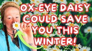 🌼 Meeting Ox-Eye Daisy in the Garden | Tincture Making For Coming Winter Illnesses!
