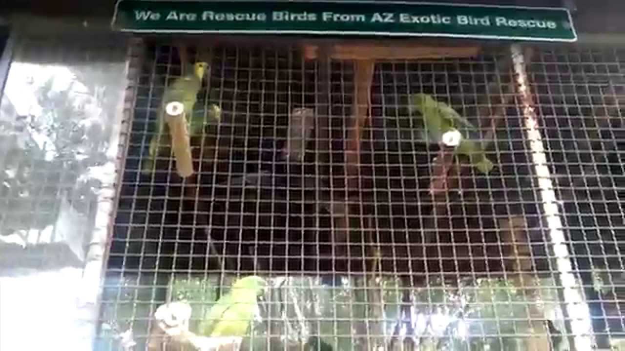 Kat Walking The Perch