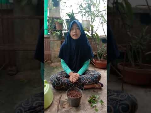 Menanam Tanaman Obat (Binahong) #