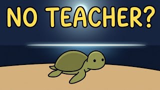 Born With a Compass | How Baby Sea Turtles Navigate With No Training