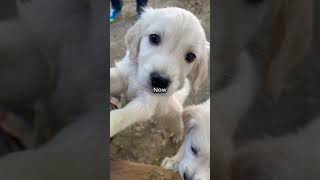Then & Now | Mini Golden Retriever Puppies