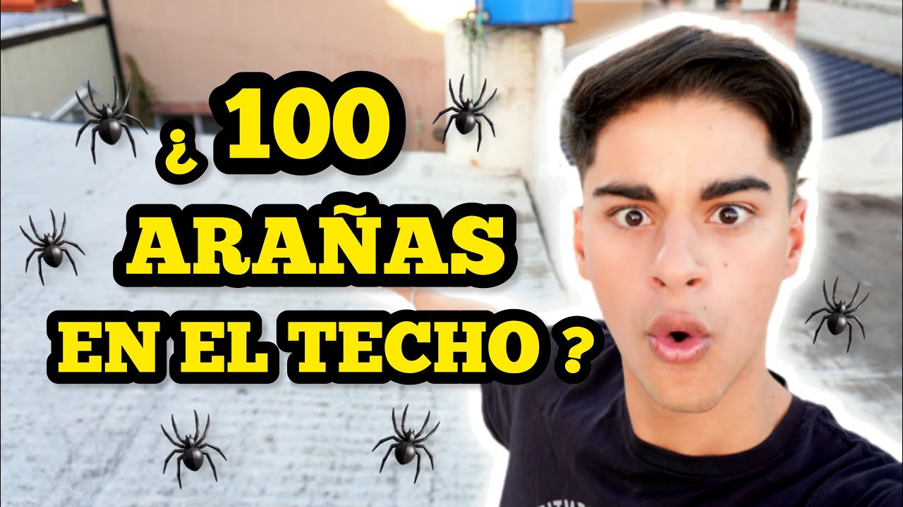 ¿100 ARAÑAS EN EL TECHO DEL VECINO? 😱🕷️🕸️
