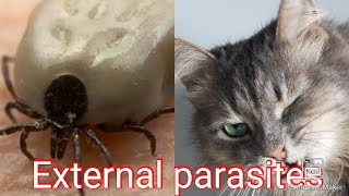 FLEAS, MITES, TICKS ( why they are so much dangerous to your pets, Important things to know about ) by Maaz Ahmad 118 views 4 years ago 6 minutes, 59 seconds