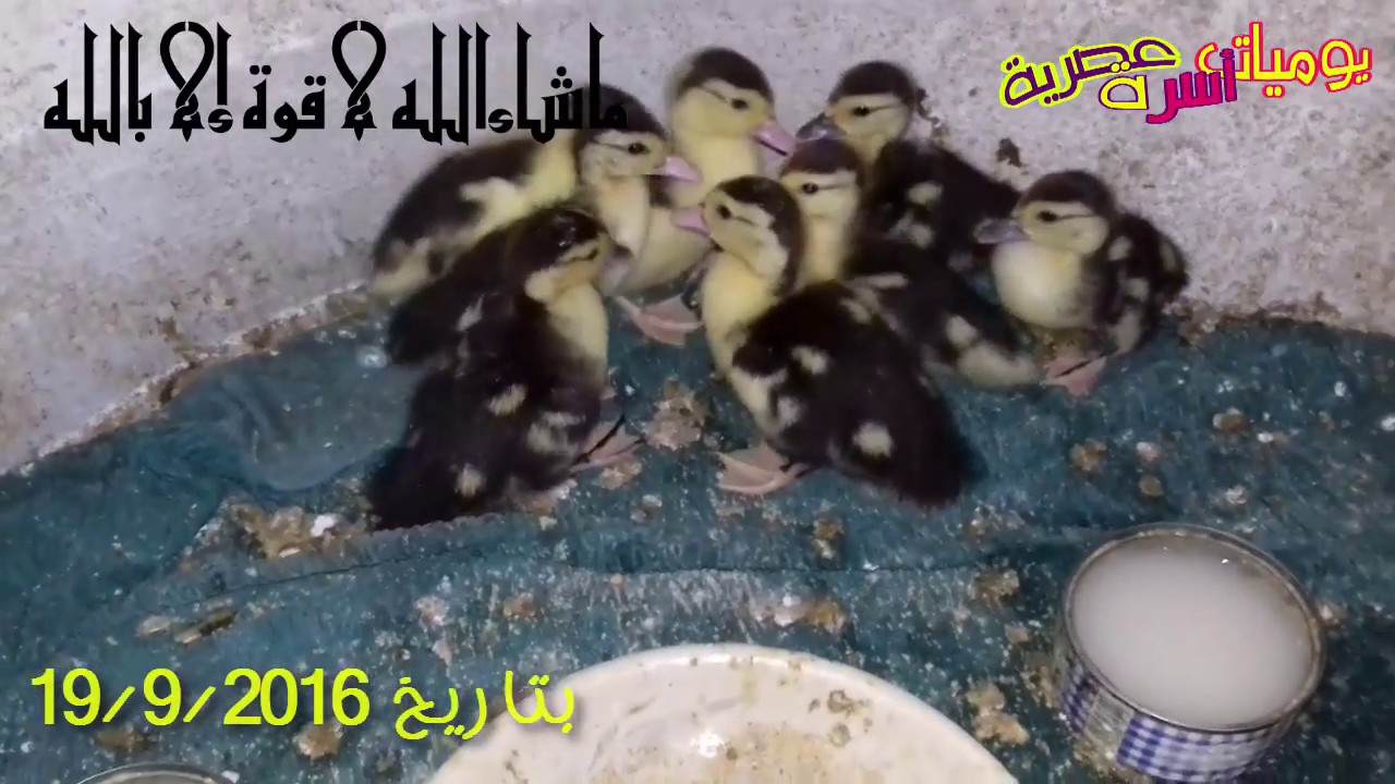 تربية البط البلدي في البيت من عمر يوم حتى الطبخ فيديو حصري من الريف المصري Youtube