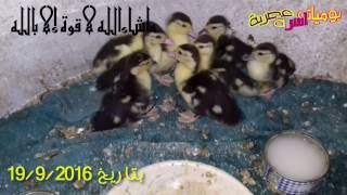 تربية البط البلدي في البيت من عمر يوم حتى الطبخ || فيديو حصري من الريف المصري ㋡