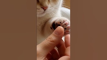 #3008 #mochipimplepopping #pimplepopper #visualasmr #mochicatspaw #oddlysatisfying #satisfying