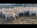 "P & ML Valusiak" 130 Station Mated Australian White ewes