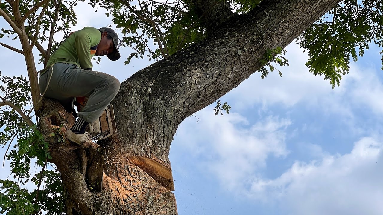 Great Saw !! Trembesi tree felling on the rice fields.