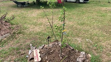 Fuyu Persimmon Spring Growth
