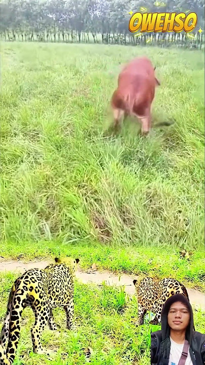 2 macan tutul mengintai sapi yang sedang lari sempoyongan #animals #shorts