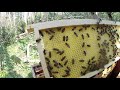 Suivi ruche en production